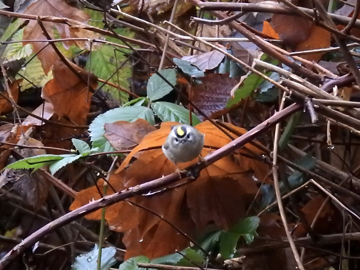 Roitelet à couronne dorée - ML645300040
