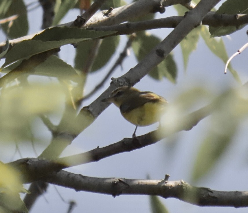 Bireo filadelfiarra - ML645300043