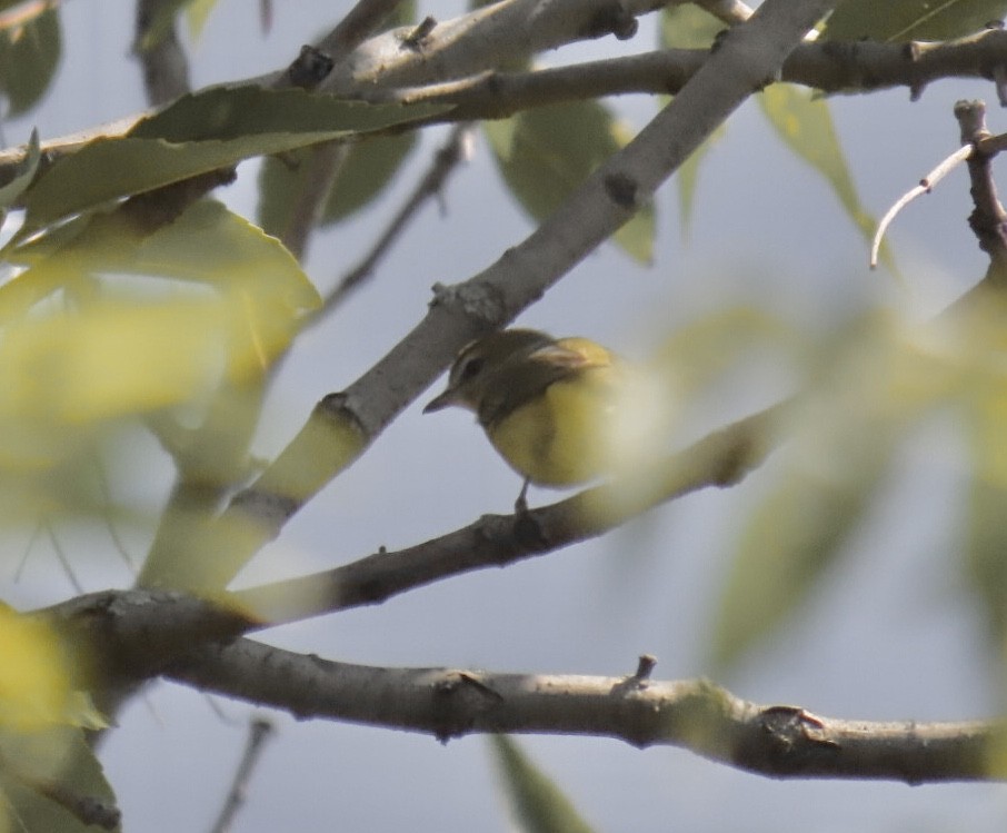 Bireo filadelfiarra - ML645300044