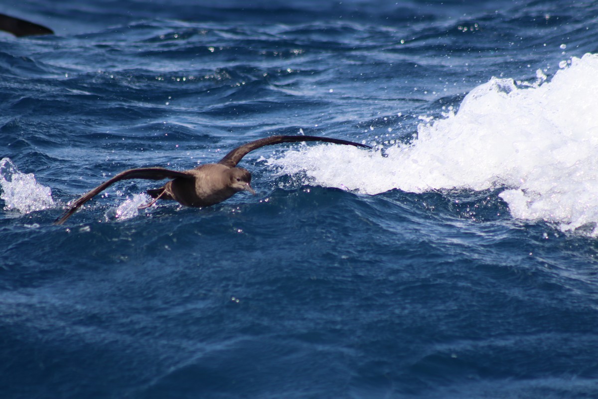 Short-tailed Shearwater - ML645300052