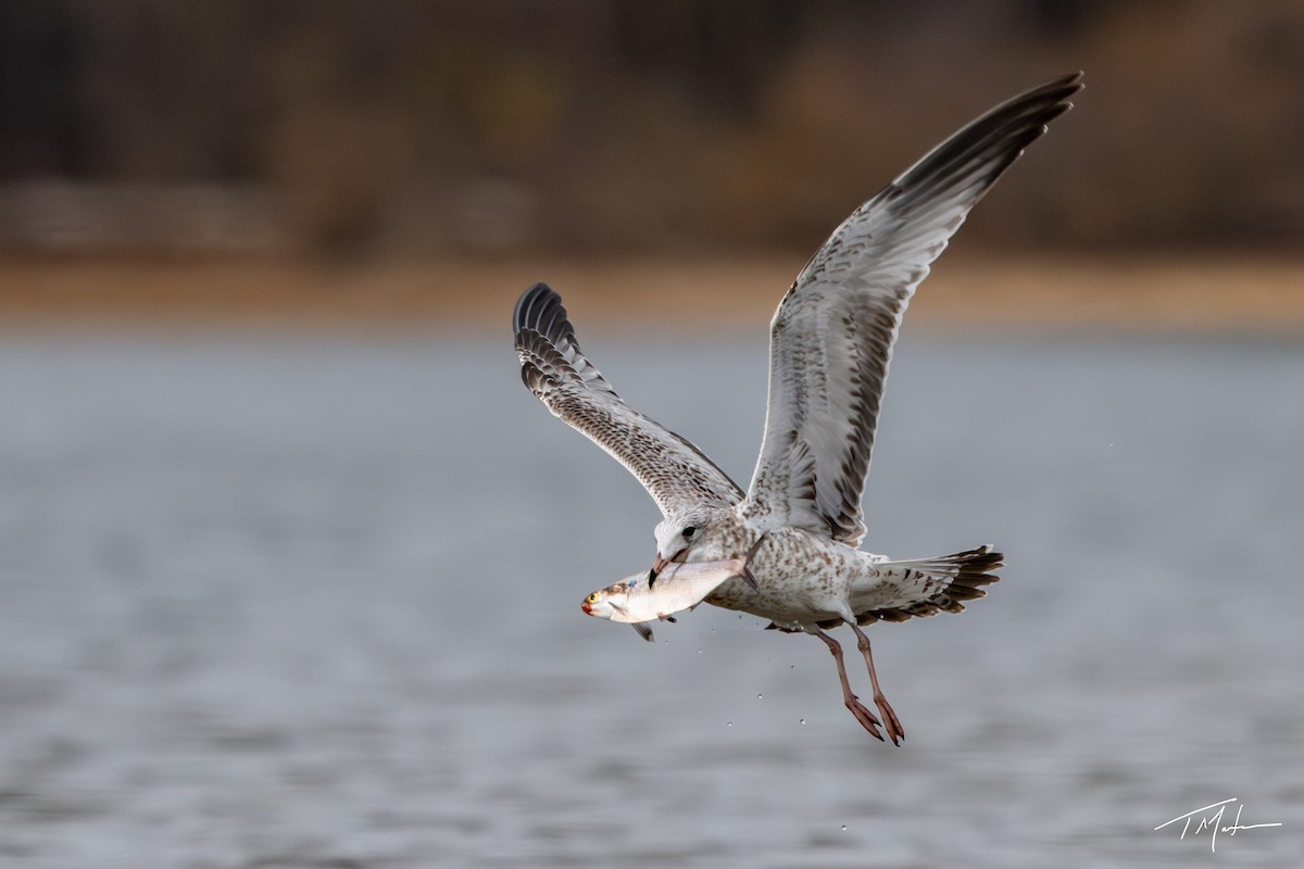 Halkalı Martı - ML645300056