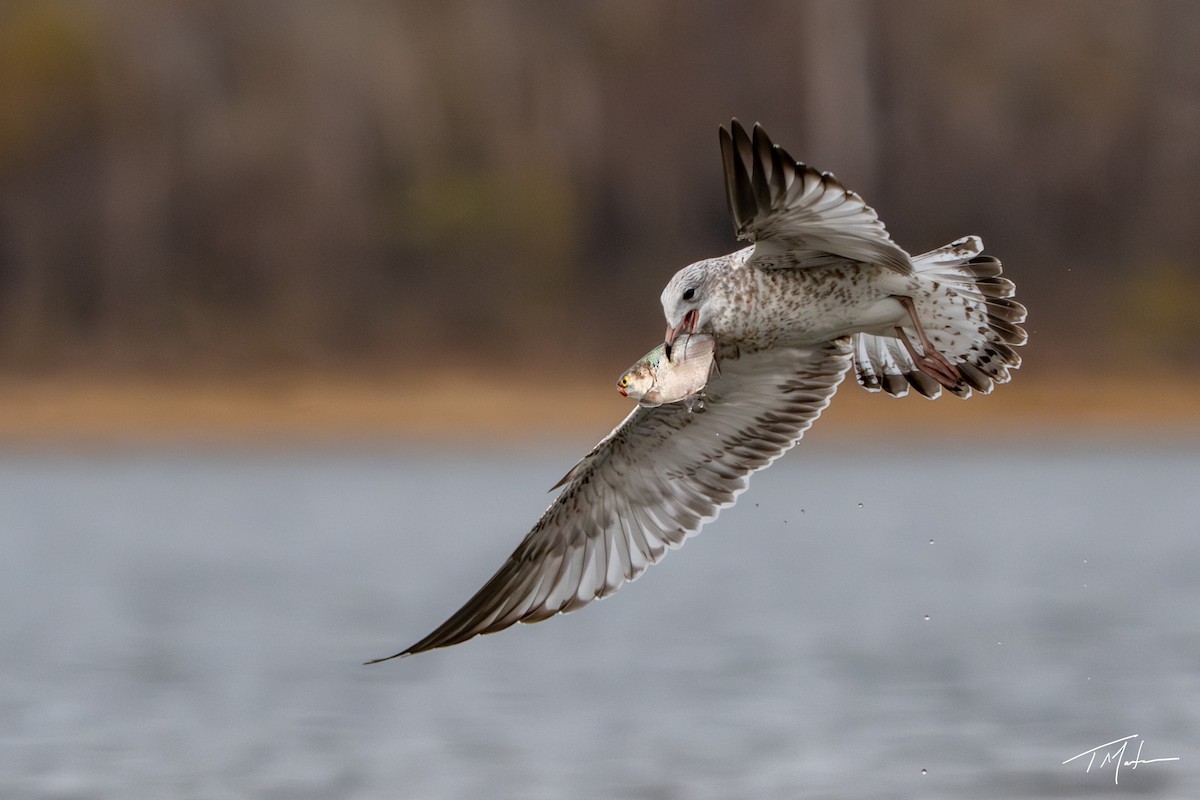 Halkalı Martı - ML645300057