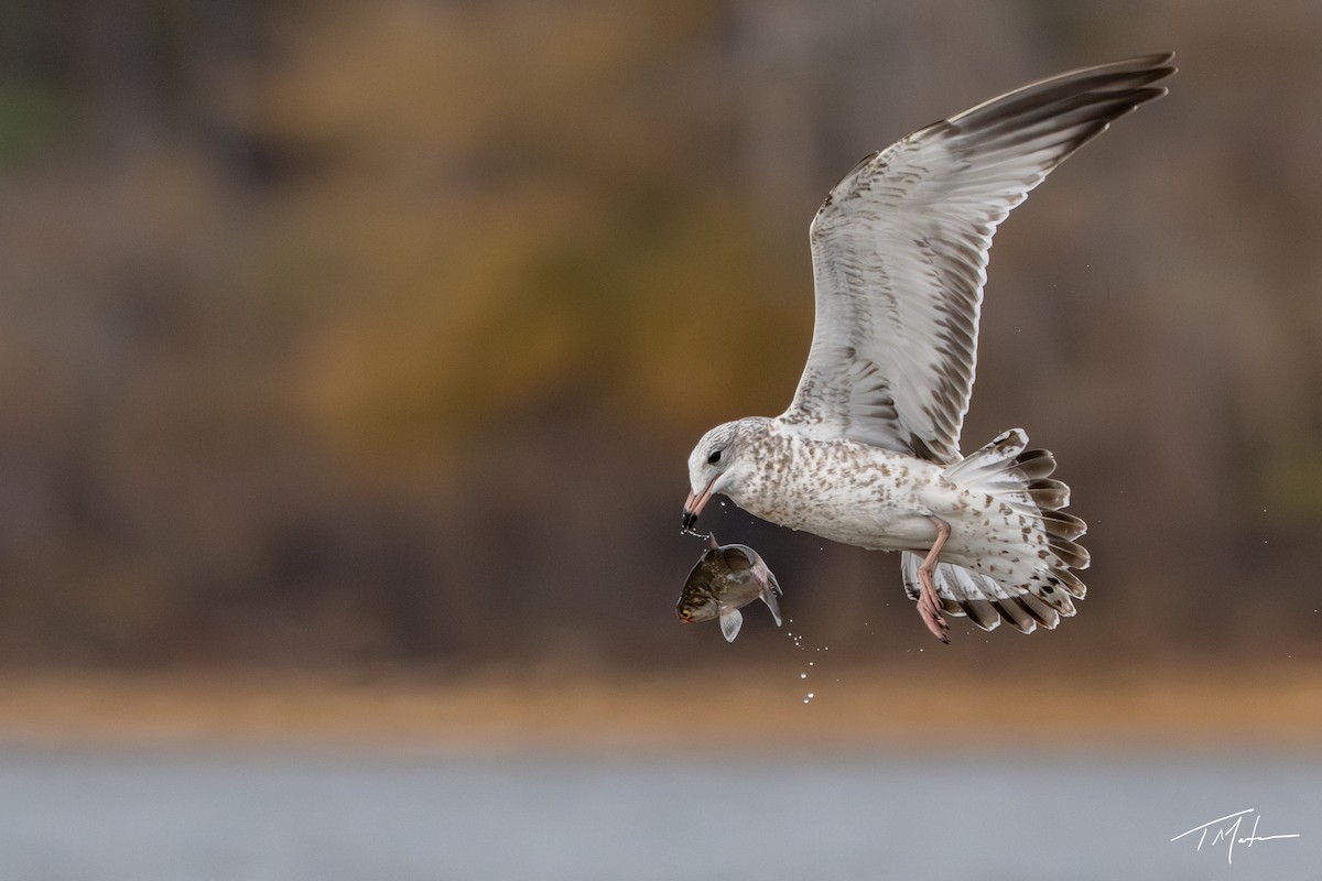 Halkalı Martı - ML645300058