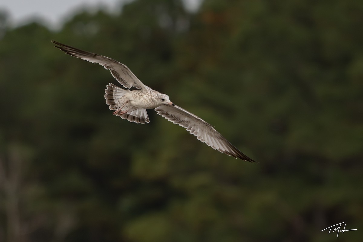 Halkalı Martı - ML645300060