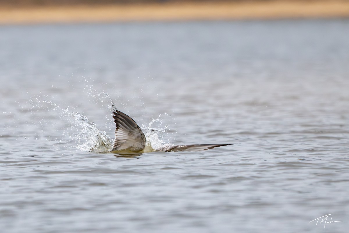 Halkalı Martı - ML645300061