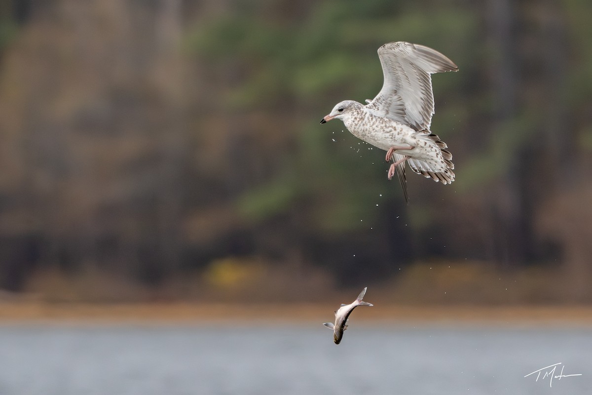 Halkalı Martı - ML645300062