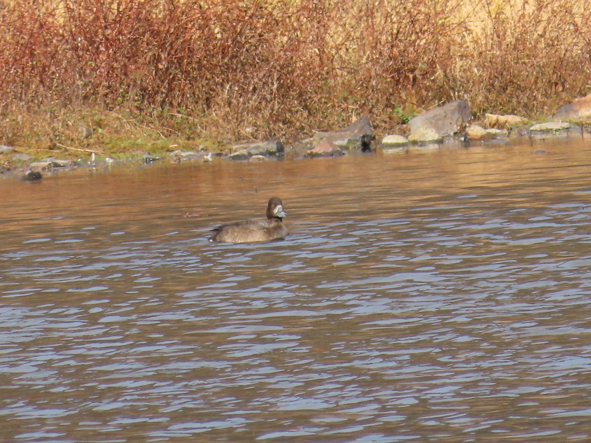 Greater Scaup - ML645300067