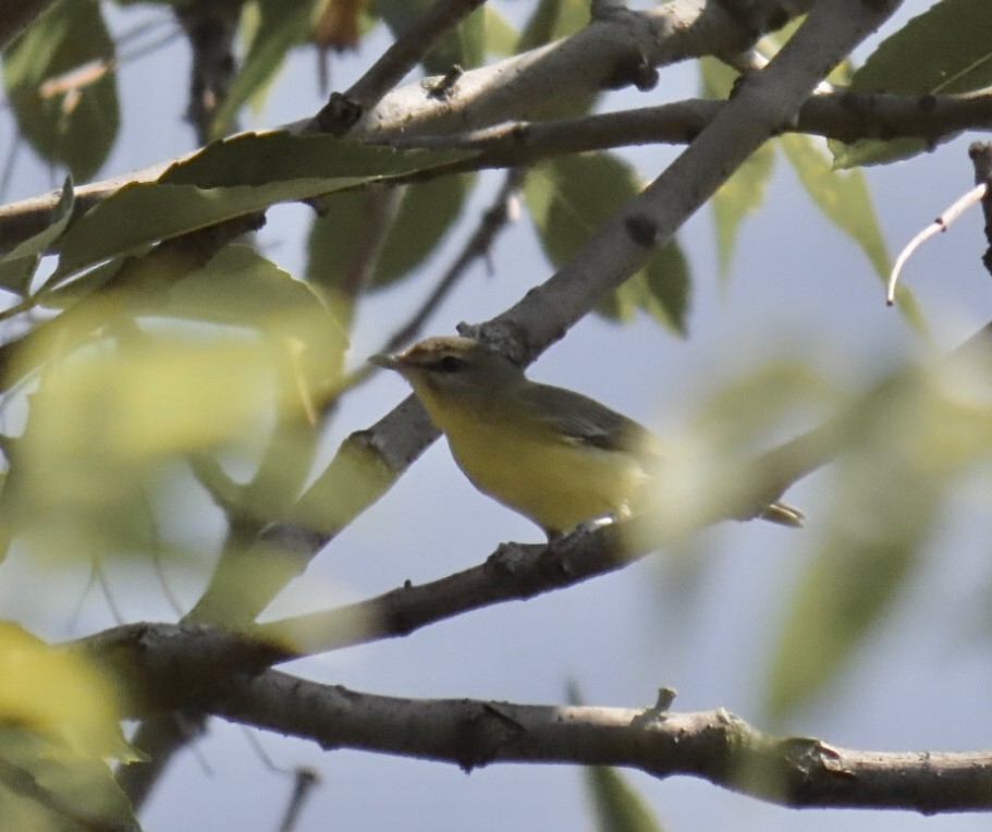 Bireo filadelfiarra - ML645300071