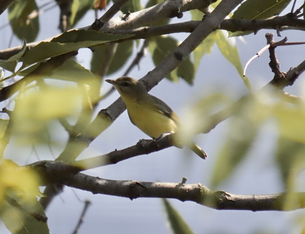 Bireo filadelfiarra - ML645300072