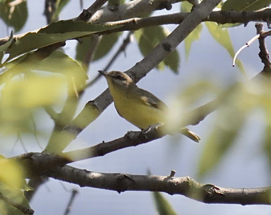 Bireo filadelfiarra - ML645300073