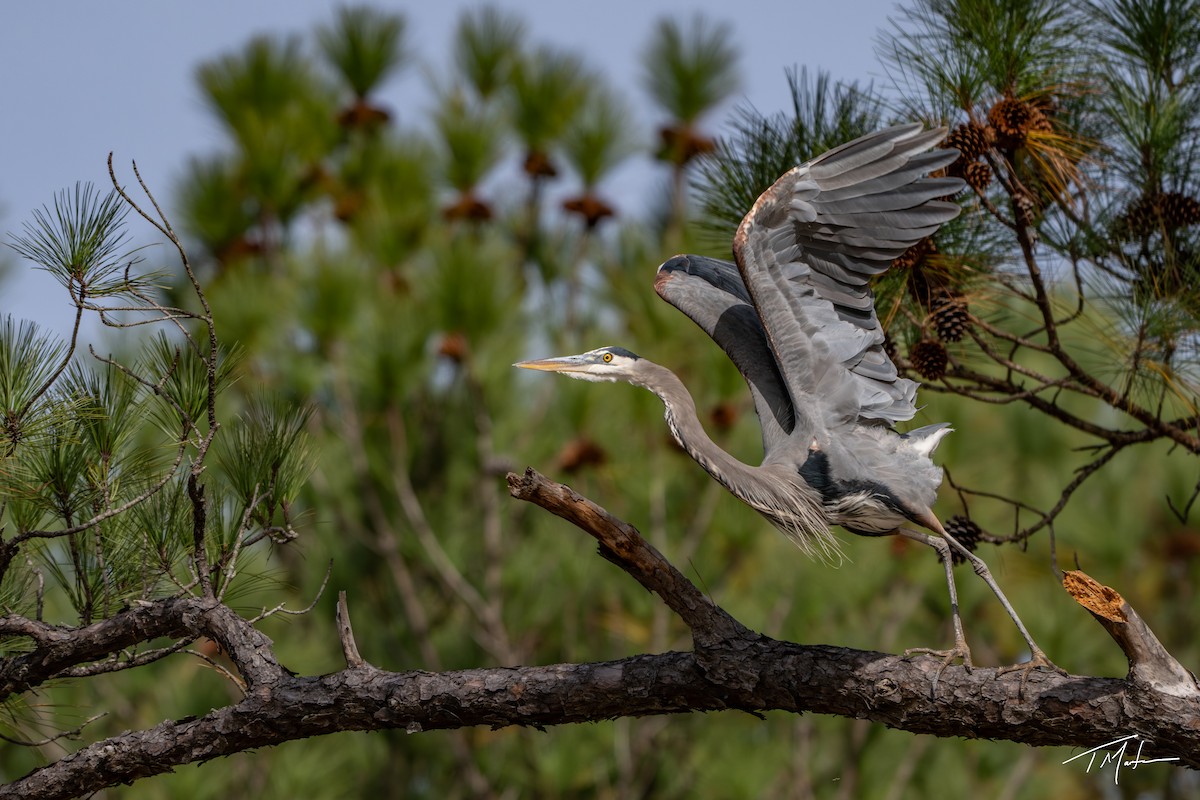 Kanadareiher - ML645300077