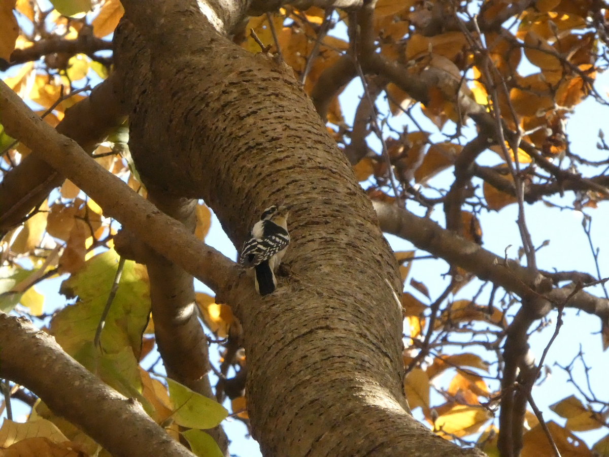 Downy Woodpecker - ML645300078