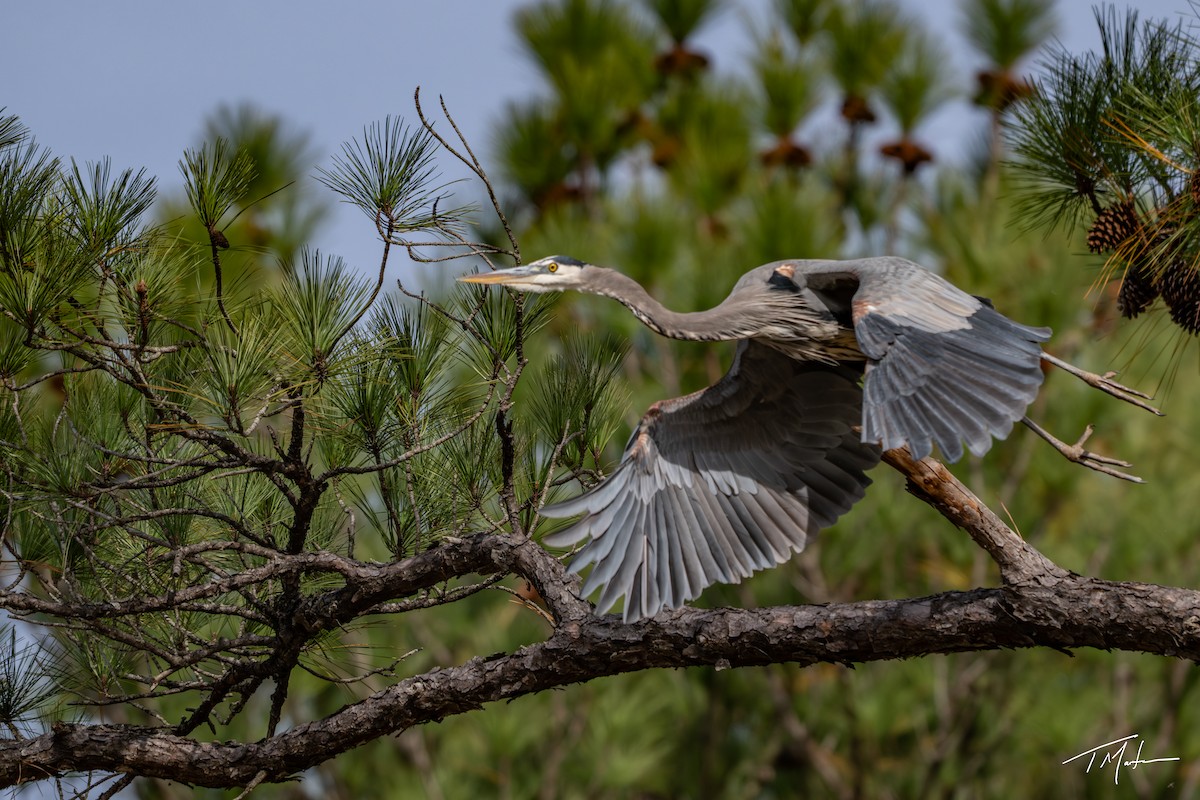 Kanadareiher - ML645300082