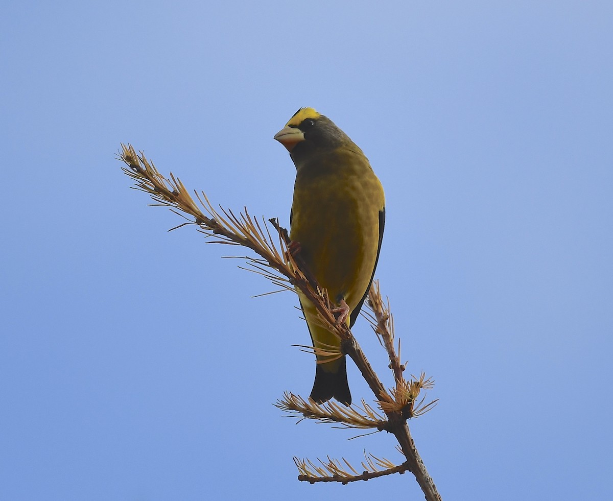 キビタイシメ - ML645300085