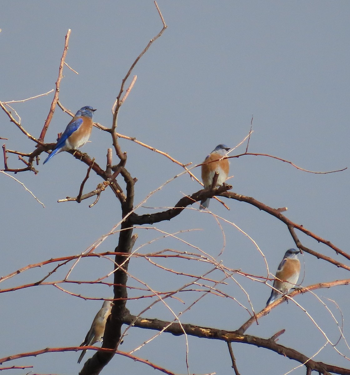 Western Bluebird - ML645300088