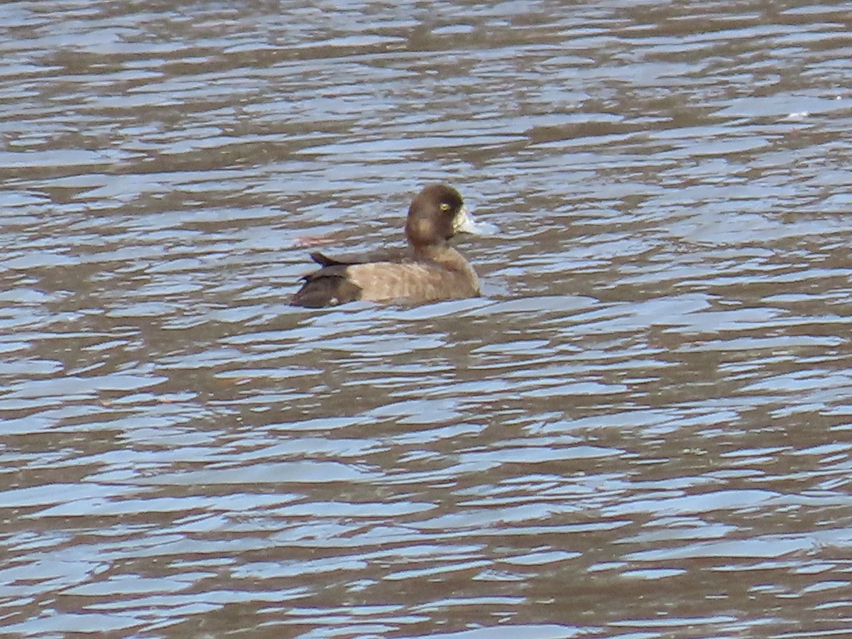 Greater Scaup - ML645300091