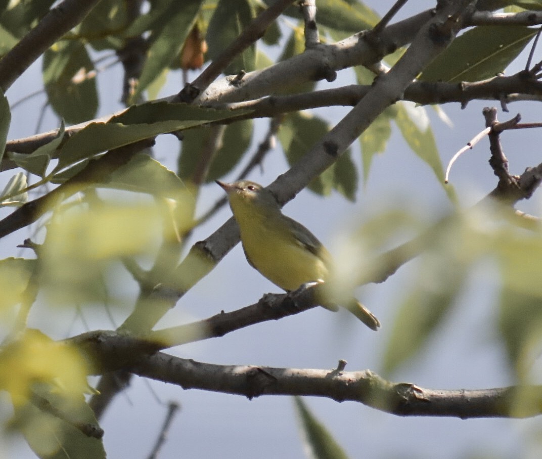 Bireo filadelfiarra - ML645300092