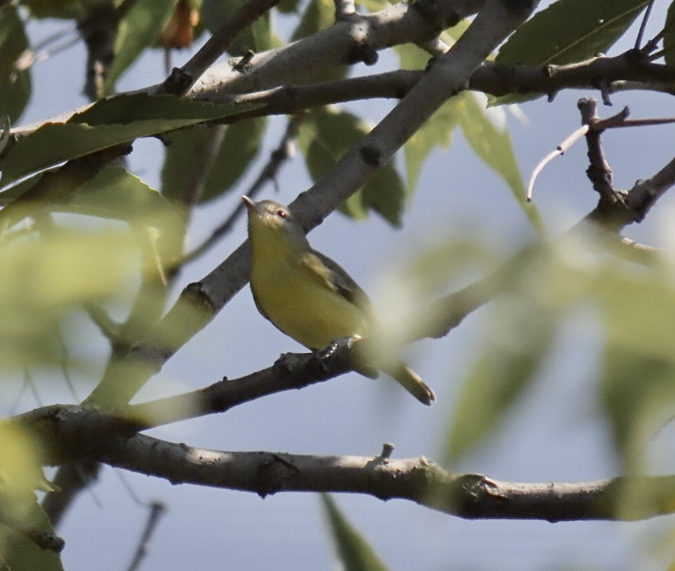 Bireo filadelfiarra - ML645300093