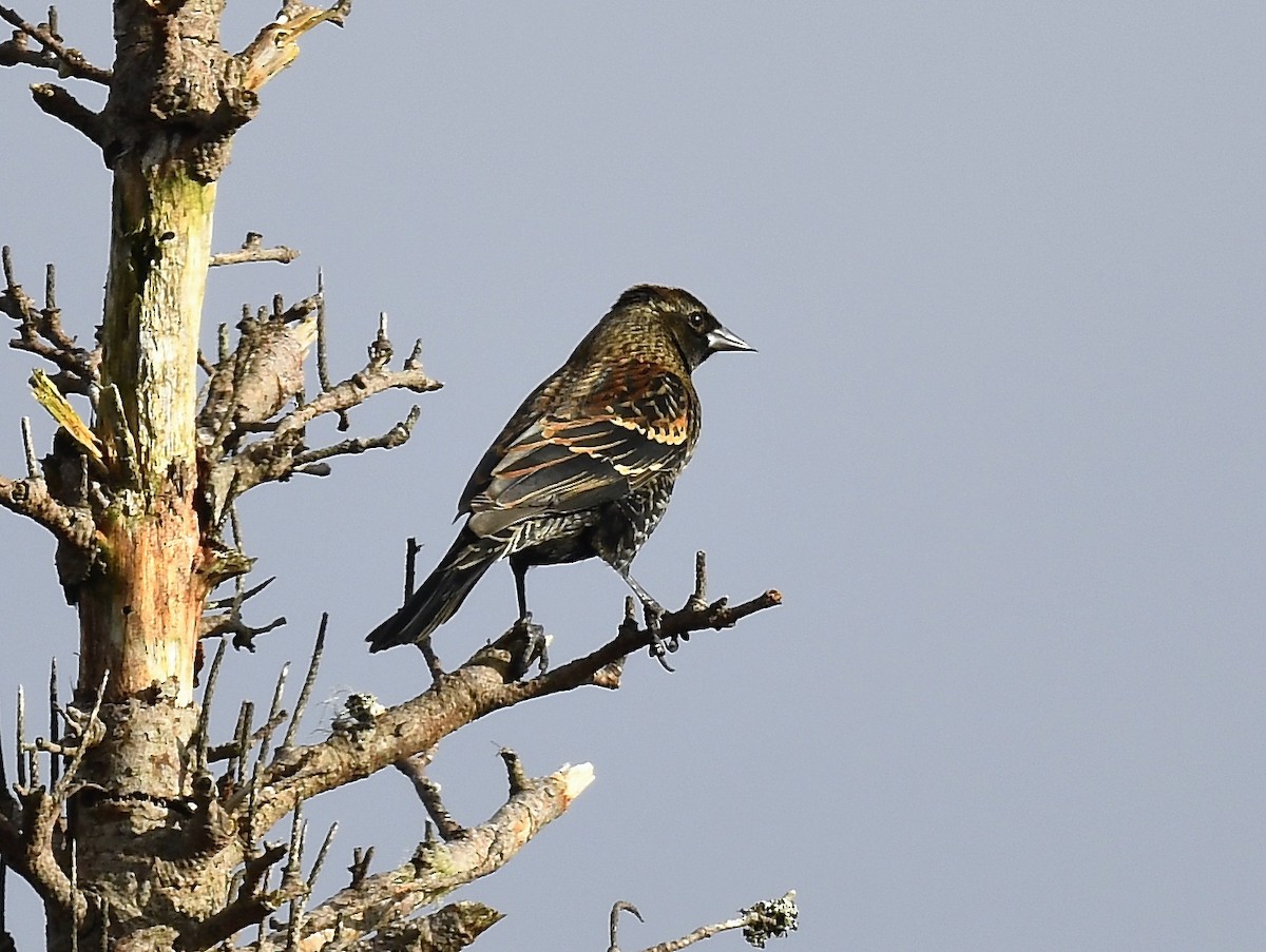 Red-winged Blackbird - ML645300094