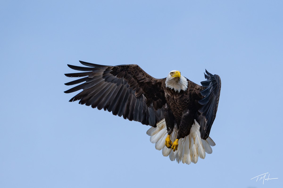 Weißkopf-Seeadler - ML645300099