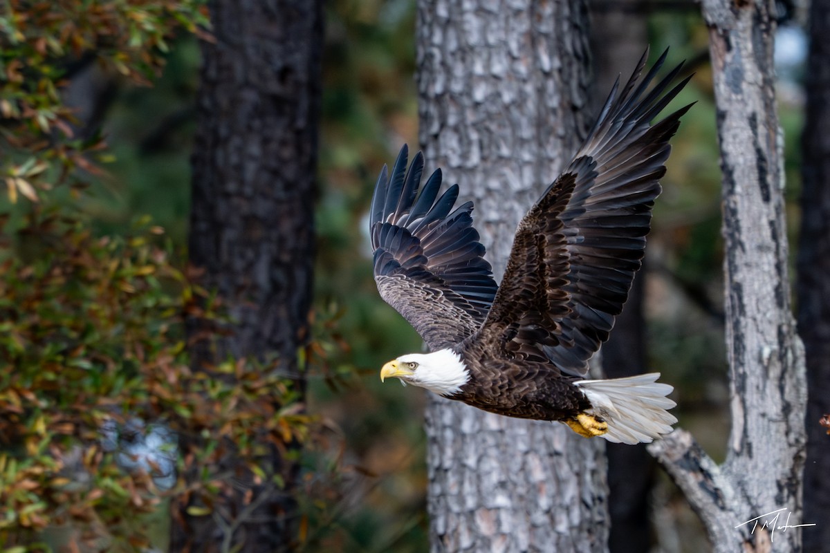 Weißkopf-Seeadler - ML645300100