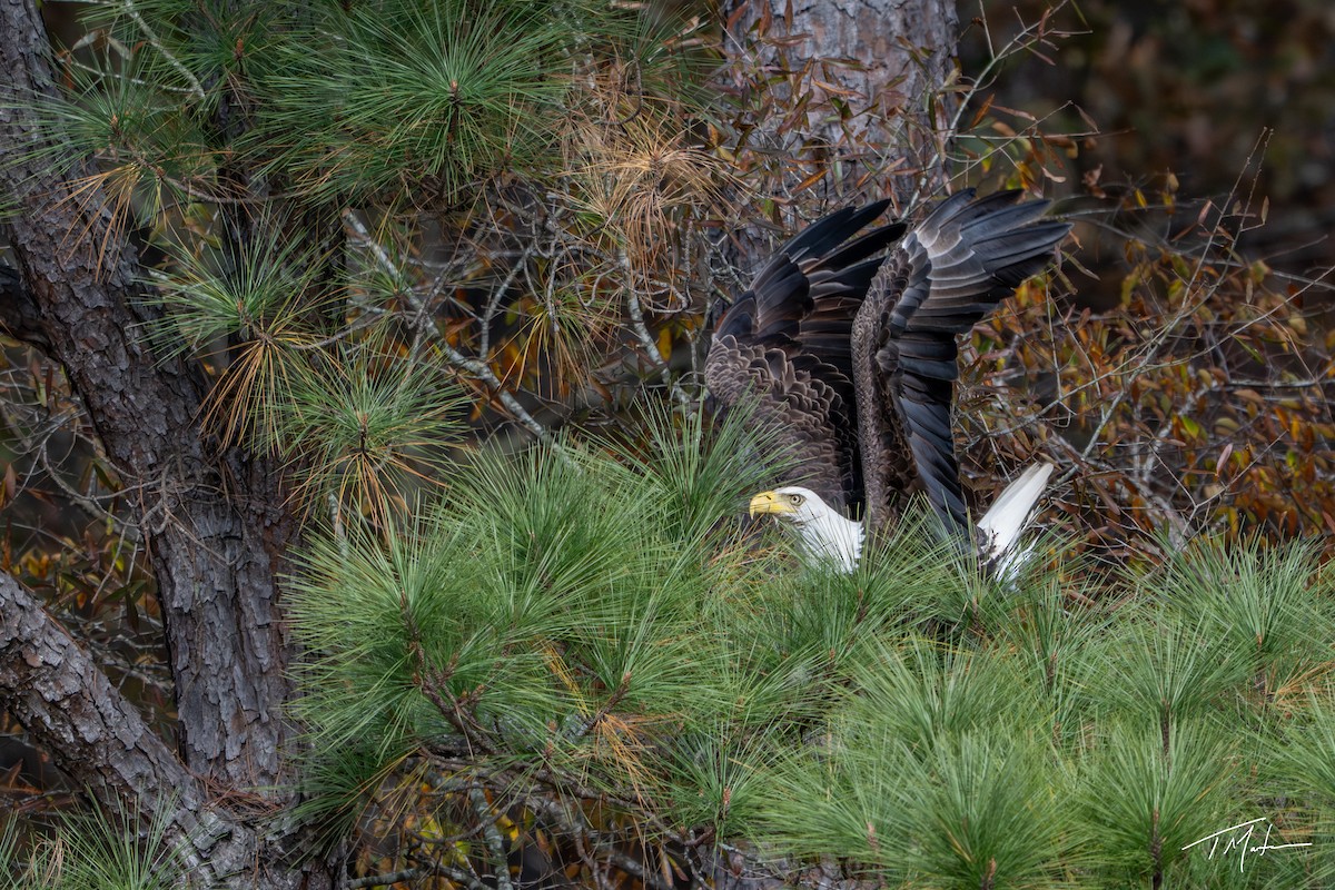 Weißkopf-Seeadler - ML645300102