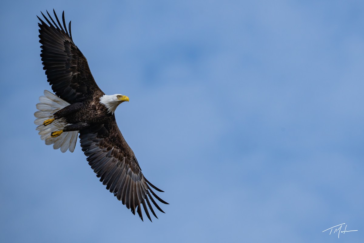 Weißkopf-Seeadler - ML645300103