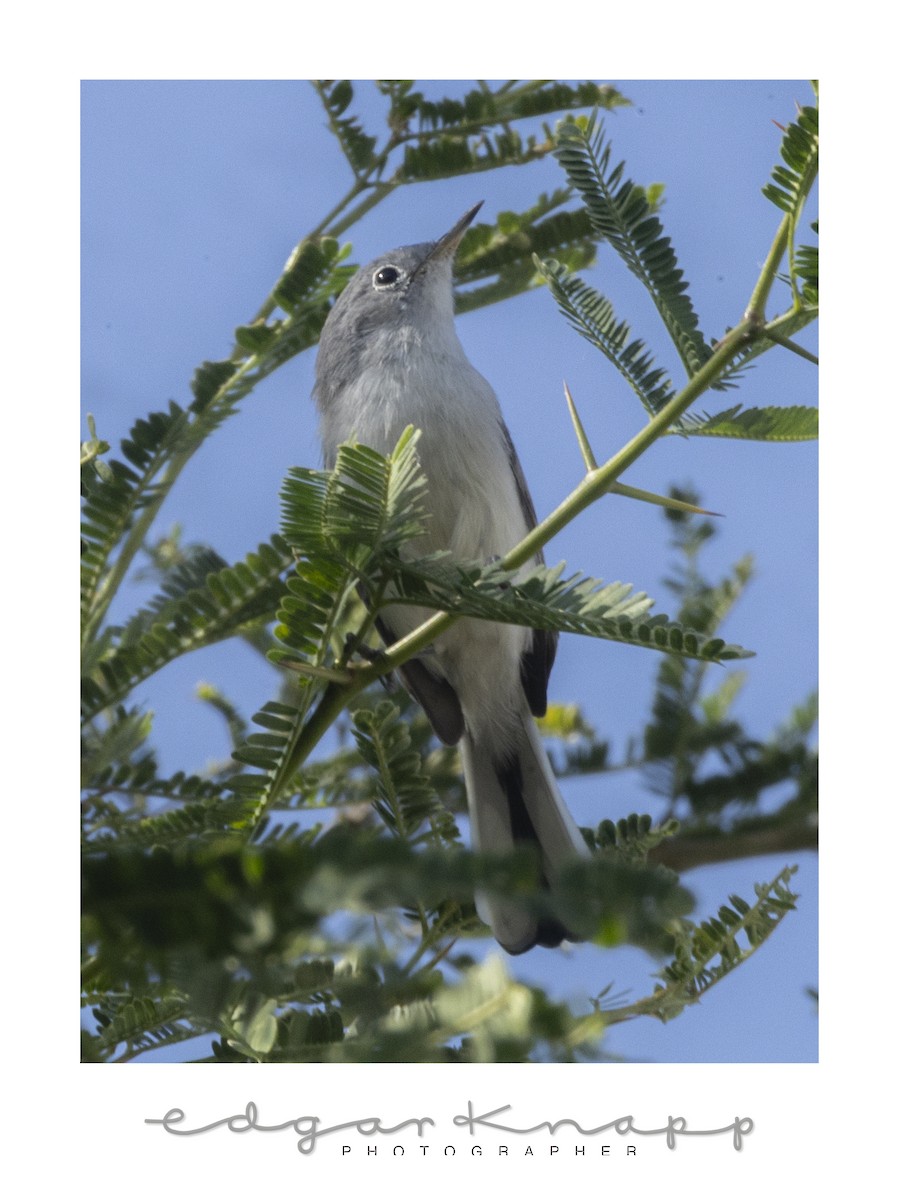 Голубая комароловка - ML645300107