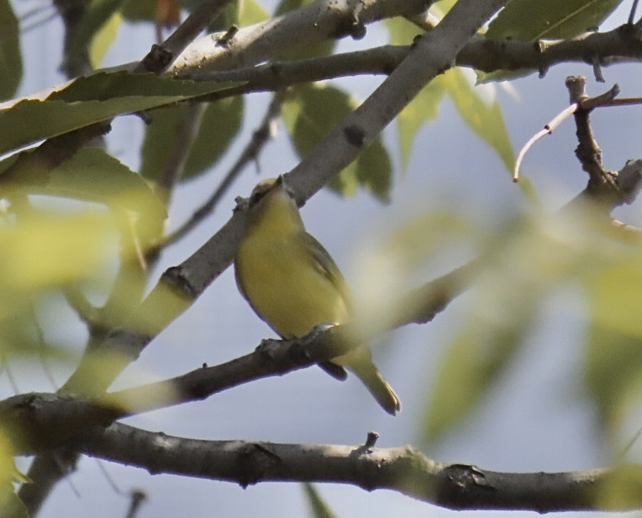 Bireo filadelfiarra - ML645300119