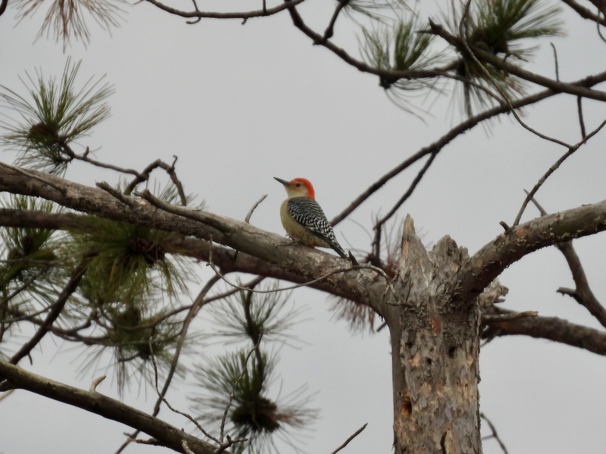 Red-bellied Woodpecker - ML645300120