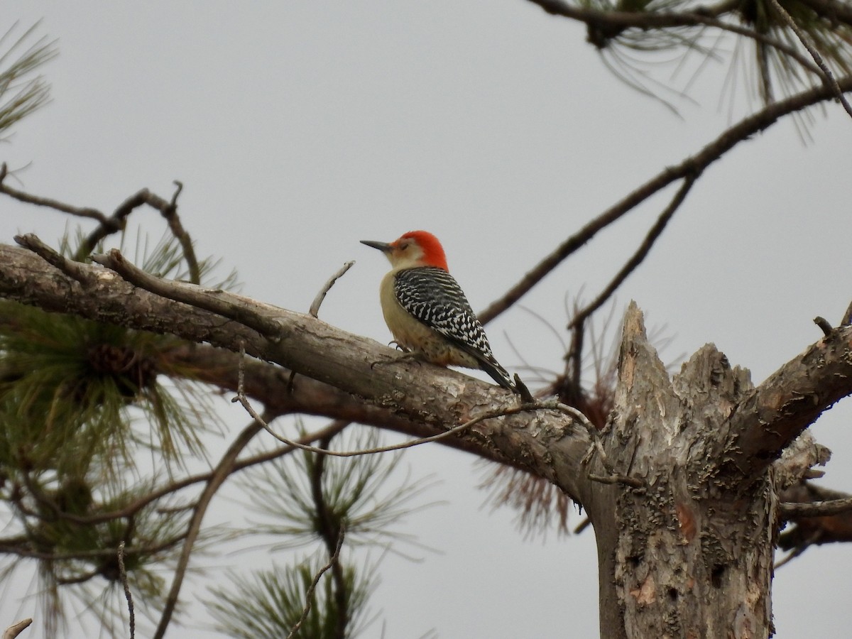 Red-bellied Woodpecker - ML645300121