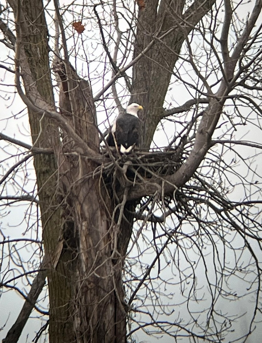 Bald Eagle - ML645300123
