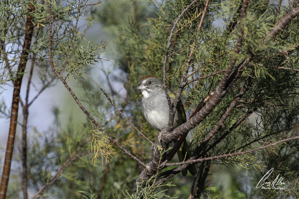 Green-tailed Towhee - ML645300126