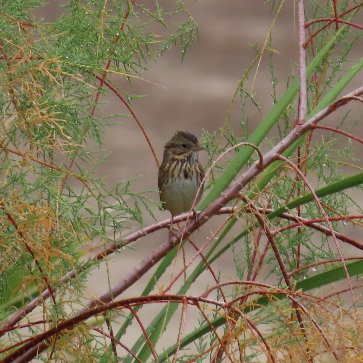 Lincoln's Sparrow - ML645300127