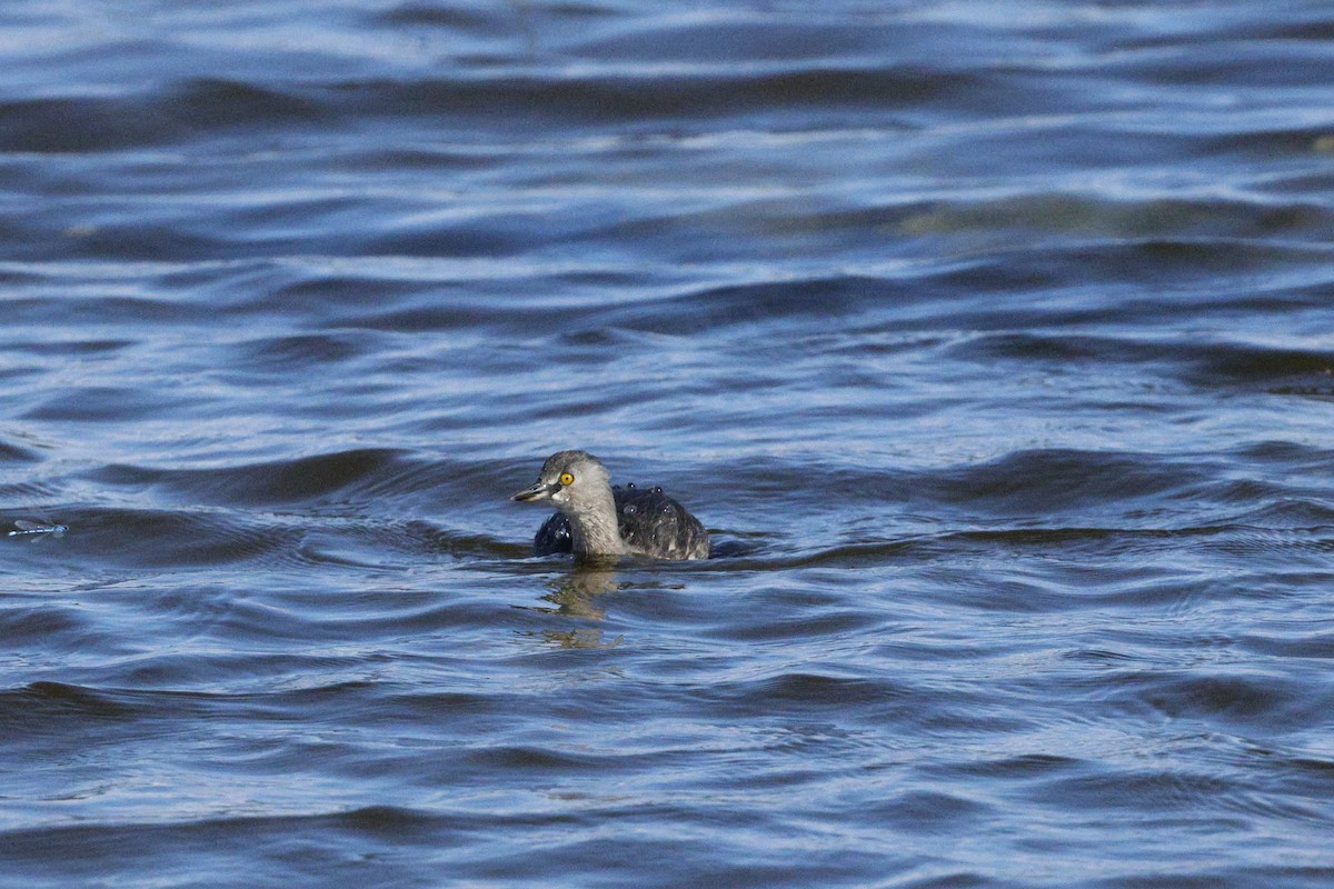 Least Grebe - ML645300130