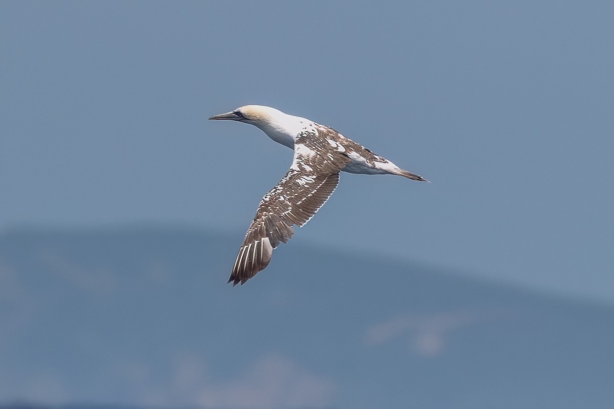 Australasian Gannet - ML645300131