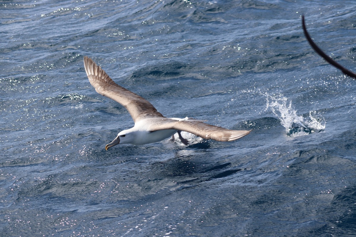 White-capped Albatross - ML645300133
