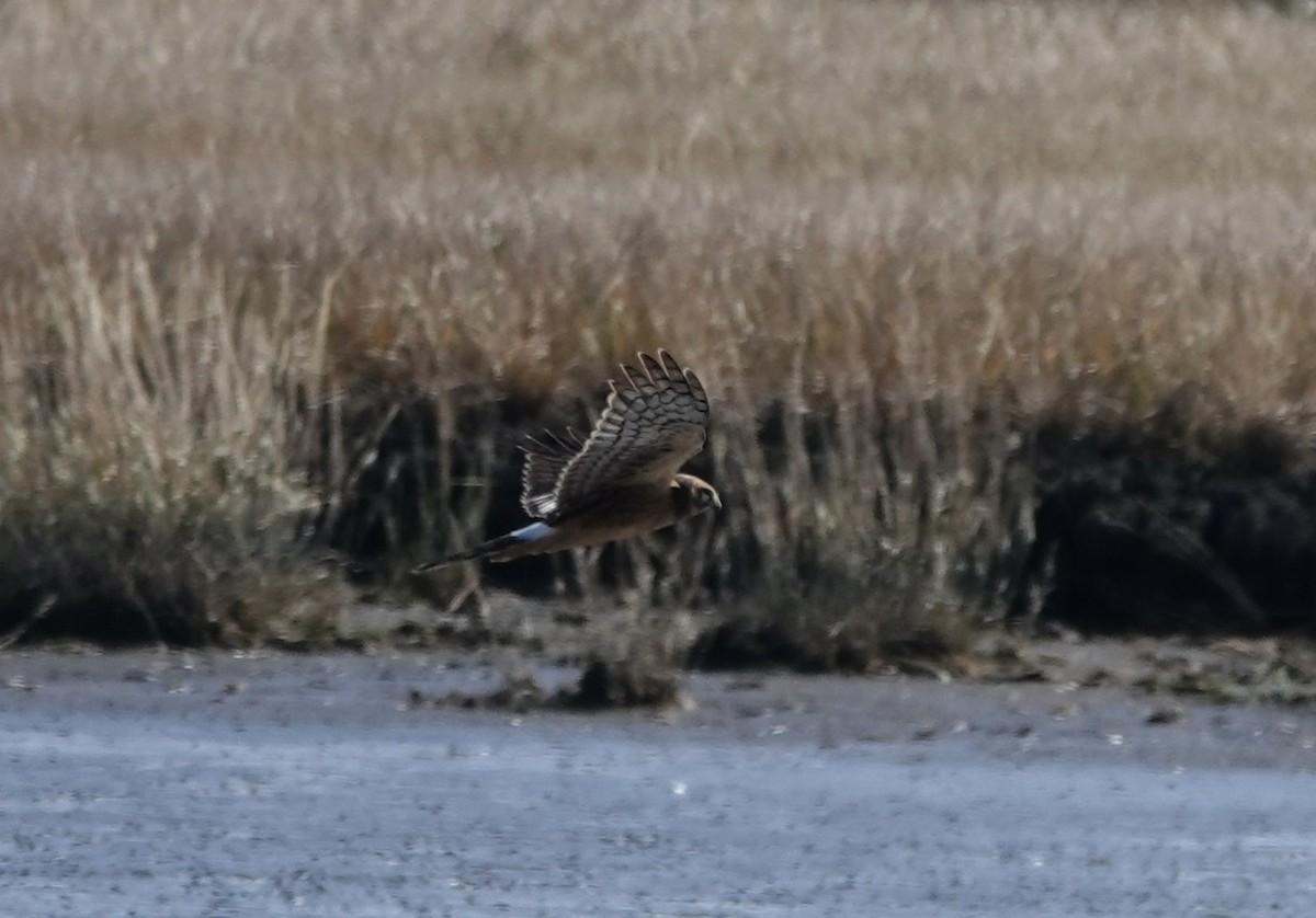 Northern Harrier - ML645300139