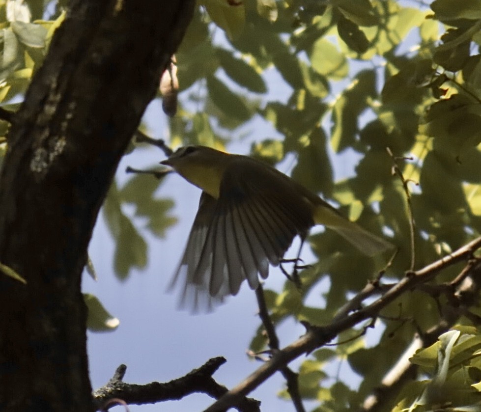 Bireo filadelfiarra - ML645300140