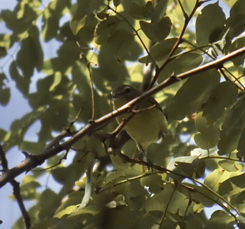 Bireo filadelfiarra - ML645300141