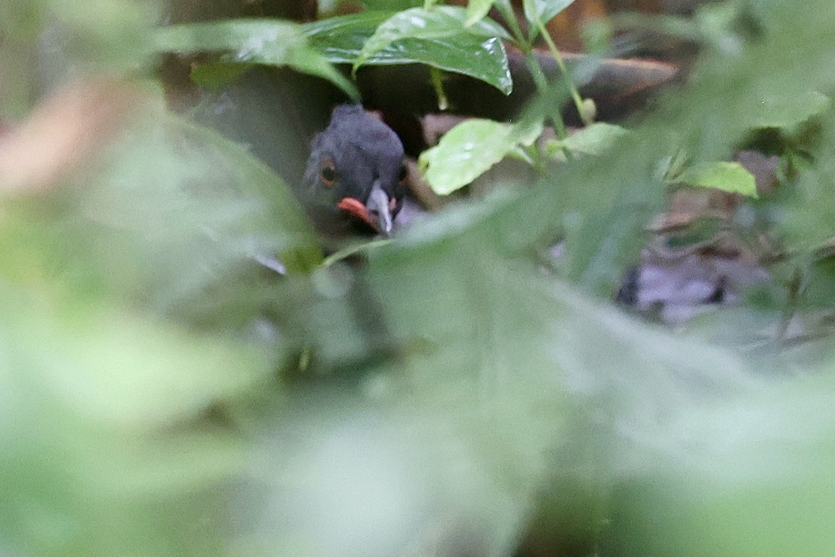 Berlepsch's Tinamou - ML645300147