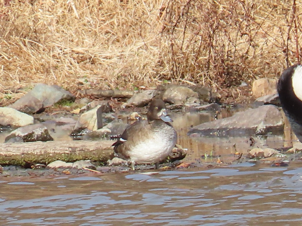 Greater Scaup - ML645300148