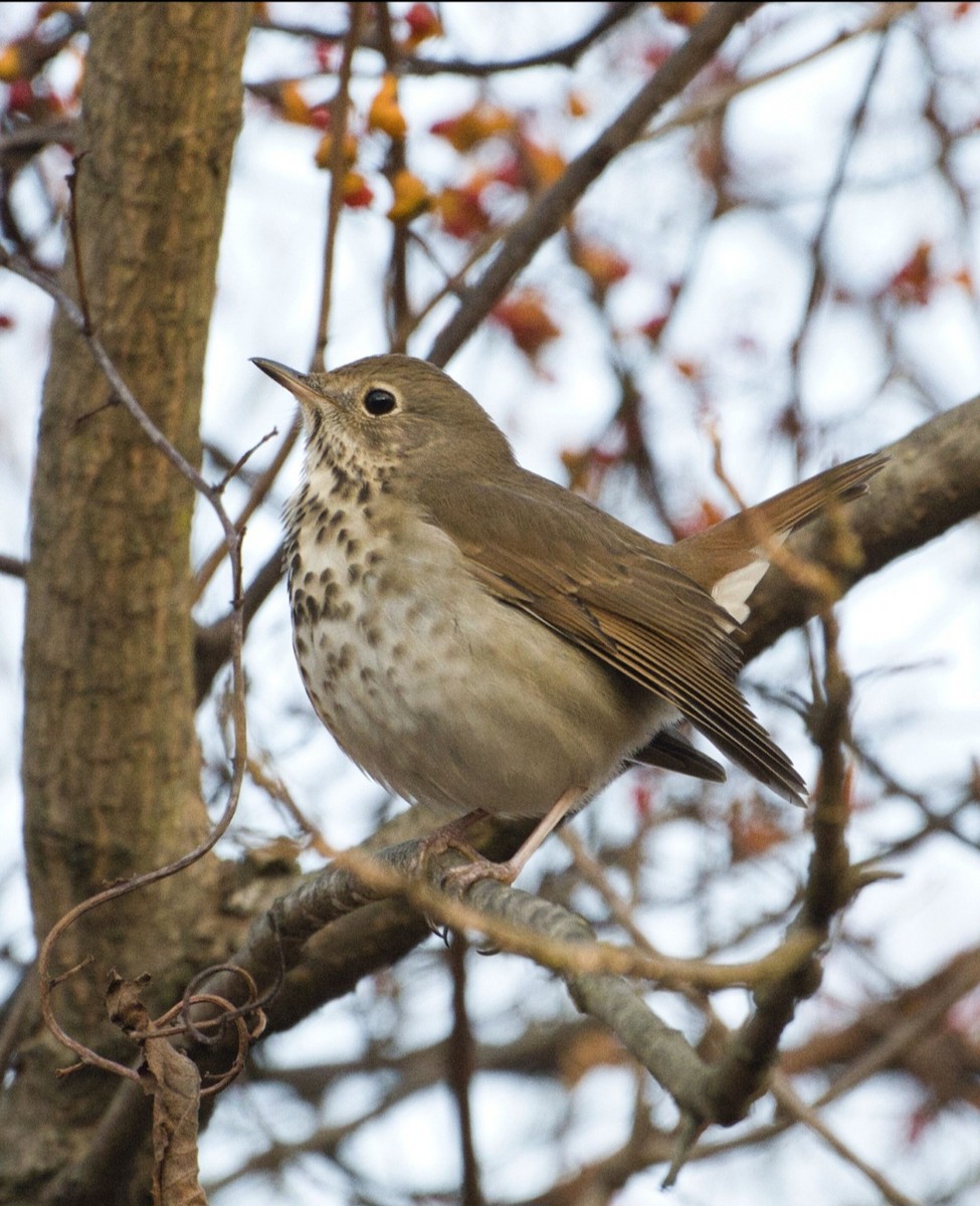 Grive solitaire - ML645300149