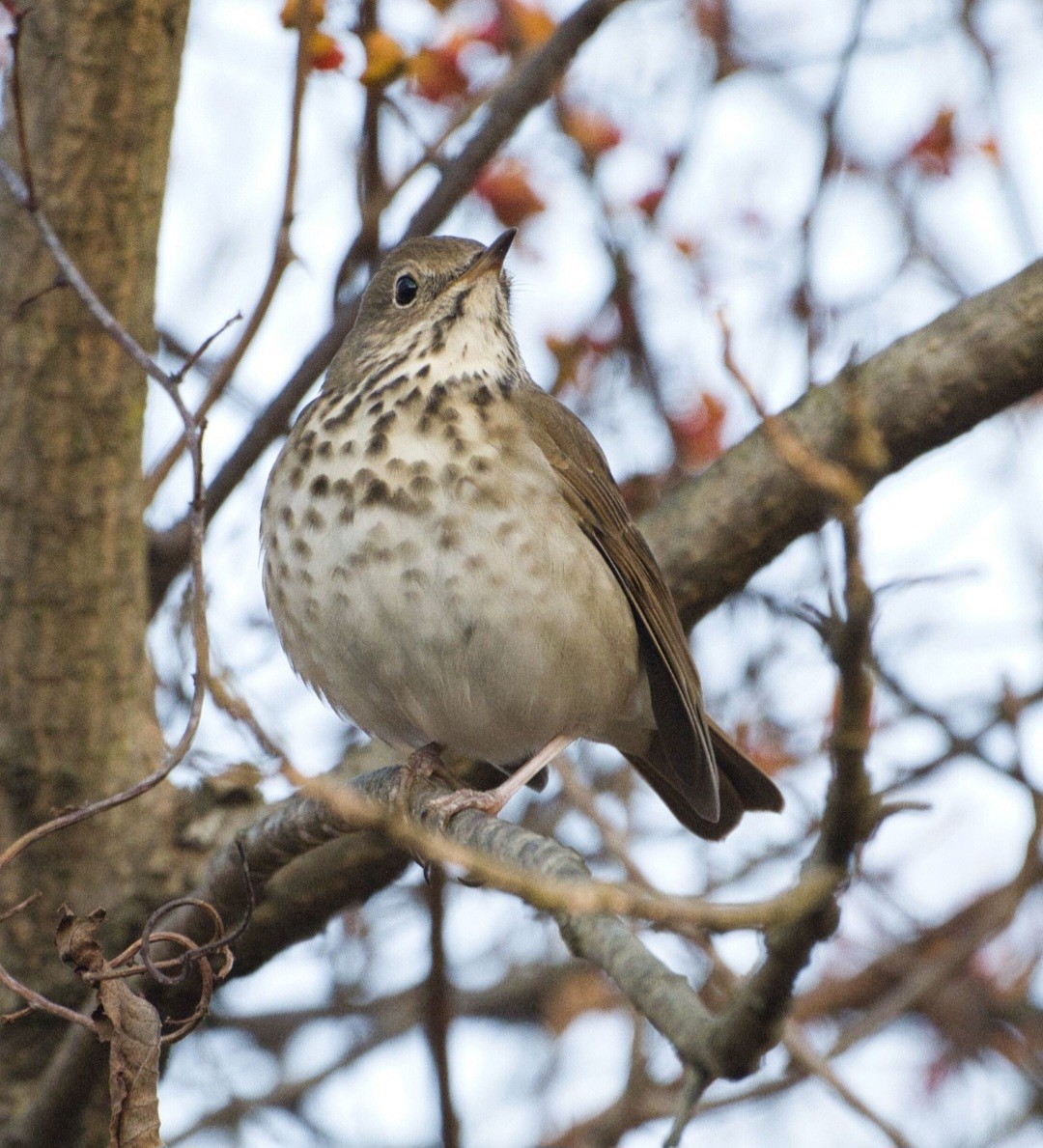 Grive solitaire - ML645300150