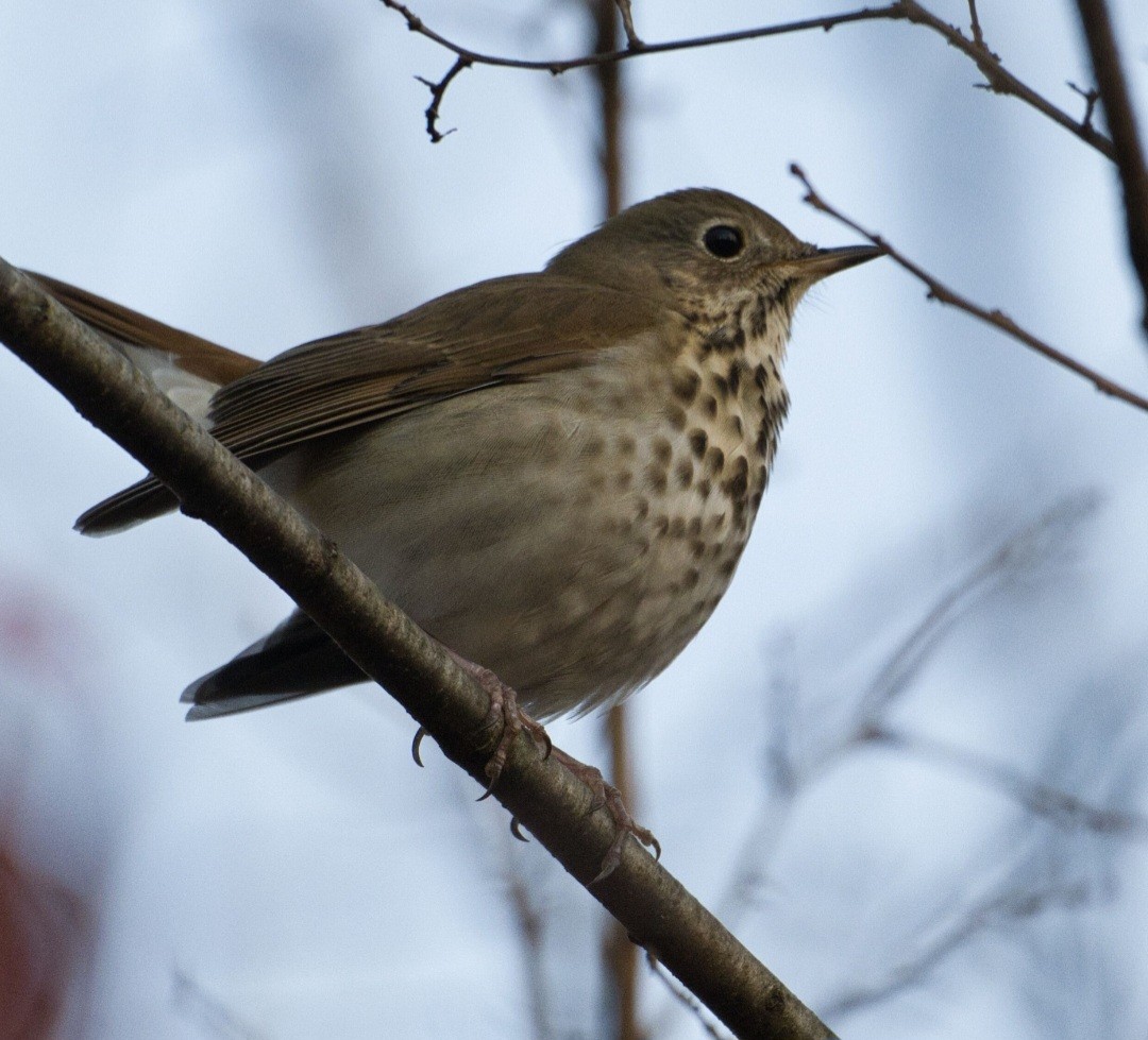 Grive solitaire - ML645300151