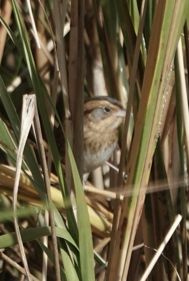 Chingolo de Nelson - ML645300153