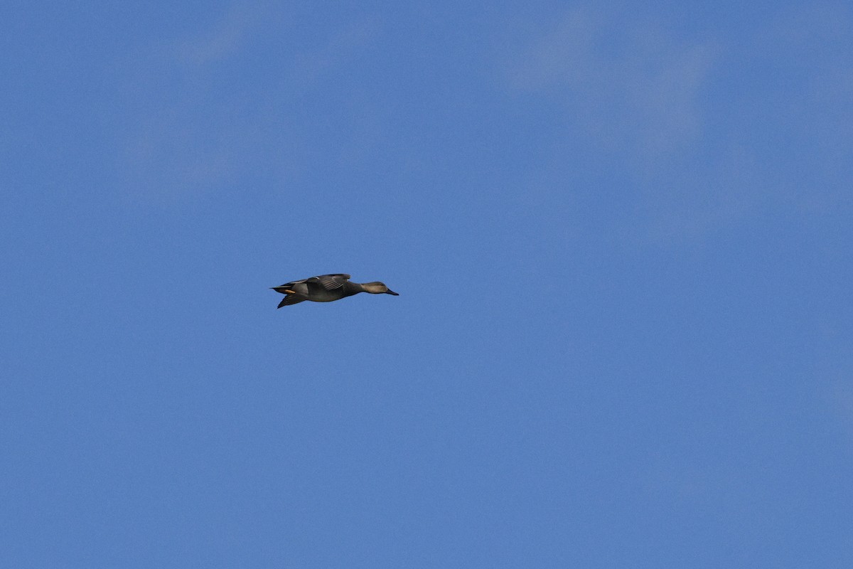 Нерозень - ML645300154