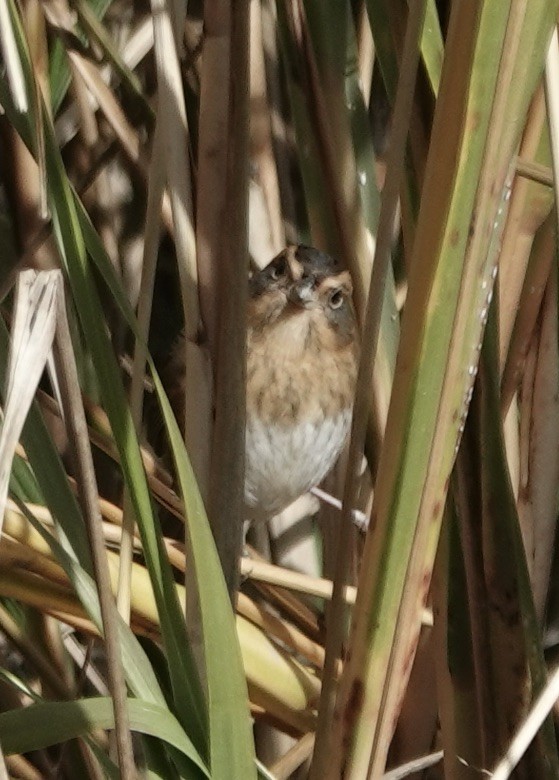 Chingolo de Nelson - ML645300155