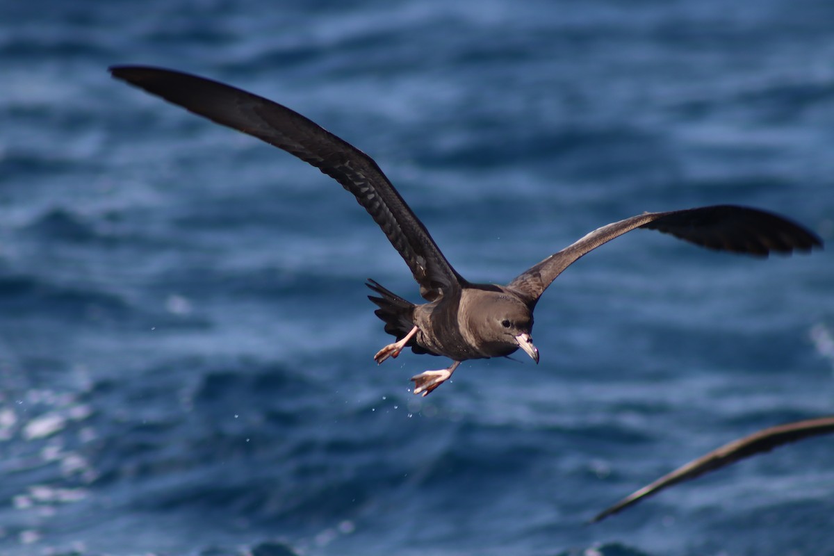 Flesh-footed Shearwater - ML645300157