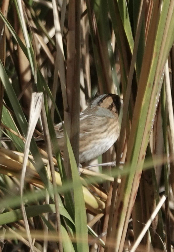 Chingolo de Nelson - ML645300159